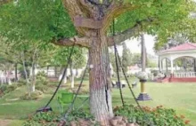 Drzewo Bunyan – Nieznane Fakty