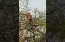 Tygrys próbuje złapać małpę