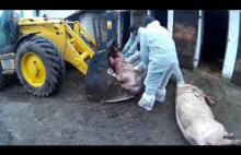 Zabijanie ZDROWYCH świń walką z chorymi dzikami - DRASTYCZNE [18+]