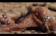 Extraordinary Octopus Takes To Land - The Hunt - BBC Earth