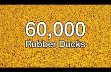 60 tysięcy gumowych kaczek na rzece Chicago!