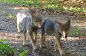 Wideopułapki zarejestrowały wilczą watahę, rysie, a nawet niedźwiedzia