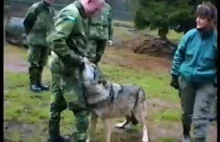 Wilk atakuje pracownika zoo - kobieta przychodzi z pomocą