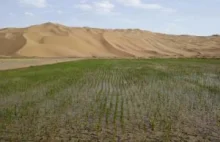 Chińscy naukowcy wyhodowali ryż. Na pustyni