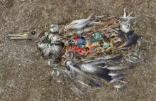 Poruszające zdjęcia: dużo śmieci, ludzie, zwierzęta
