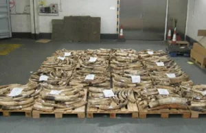 W Hongkongu udaremniono przemyt 4 ton kości słoniowej