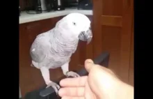 Bardzo mądra papuga