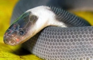 Nowy gatunek (i rodzaj) węża odkryty w Laosie.