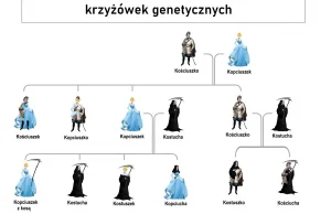 Schemat dziedziczenia Kościuszki i Kopciuszka