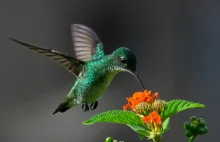 Te przepiękne kolibry.