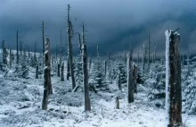 Dlaczego izerskie lasy umarły?