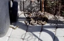 6-letnia dziewczynka na podwórku w Zubrzycy natknęła się na kłębowisko węży