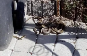 6-letnia dziewczynka na podwórku w Zubrzycy natknęła się na kłębowisko węży