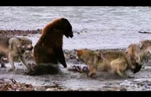 Niedźwiedź grizzly walczy o posiłek ze czterema wilkami