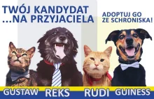 Schronisko we Wrocławiu promuje zwierzęta jak kandydatów w wyborach
