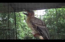 Niezwykle irytujące wycie młodych ptaków: Rufous Hornbill