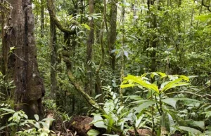 Leśne informacje ze świata - DUŻE KŁOPOTY Puszczy Amazońskiej