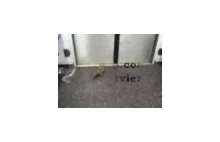 Szczur w metrze