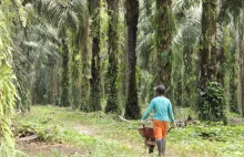 Orangutany masowo giną przez olej palmowy