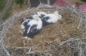 Nietypowa interwencja strażaków z Sulechowa. Pomagali bocianiej rodzinie