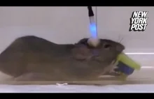 Naukowcy zmienili mysz w zabójce.
