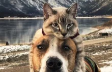 Jak pies z kotem? Henry i Baloo to niezwykły duet czworonożnych podróżników