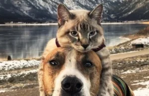 Jak pies z kotem? Henry i Baloo to niezwykły duet czworonożnych podróżników