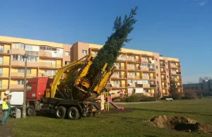 Krakowski moher nie chce drzewa pod swoimi oknami: Nie róbcie nam tu lasu!"