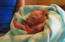 Poznajcie Torę, młodego wombata, który miał wiele szczęścia