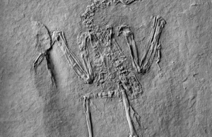 Skamielina najstarszego znanego ptaka zapylacza odnaleziona w Niemczech