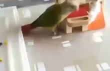 Przeklęta papuga