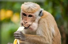 Indonezja zarządziła odstrzał makaków.