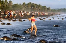 Ludzie przeszkadzają żółwiom w składaniu jaj na plaży w Kostaryce ...