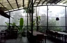 Cyklon w Lesie - Australia