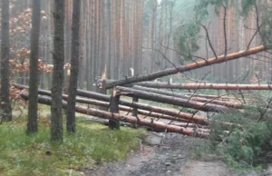 "Idiotów nie brakuje... Ktoś zniszczył ponad 100 sosen"