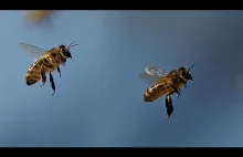 Jak pszczoły porozumiewają się ze sobą?[ENG]