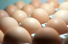 Polska korzysta na aferze ze skażonymi jajami