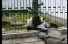 Panda Attacks Tourist