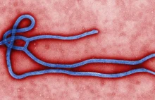Ebola poza kontrolą… NOT