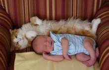 Koty poznają nowych członków rodzin