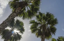 Zasięg występowania palm przesuwa się na północ