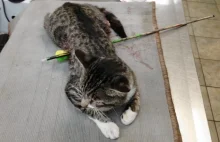 Kot przebity 70 cm strzałą przeżył operację