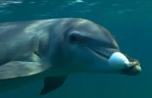 Delfiny narkotyzują się żując rozdymki.