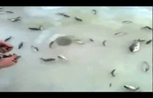 W Rosji ryby łowią się samę
