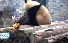 Mała panda, która kocha robić sobie selfie [VIDEO]