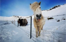Dzień z życia islandzkiego konia