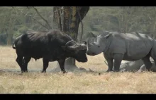 Bawół postanowił wystartować na solo do nosorożca..