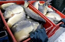 Unia Europejska chce ubezpieczyć ryby