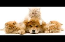 Video crumbs cats dogs funny animals