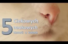 5 ciekawych, naukowych historii o kotach